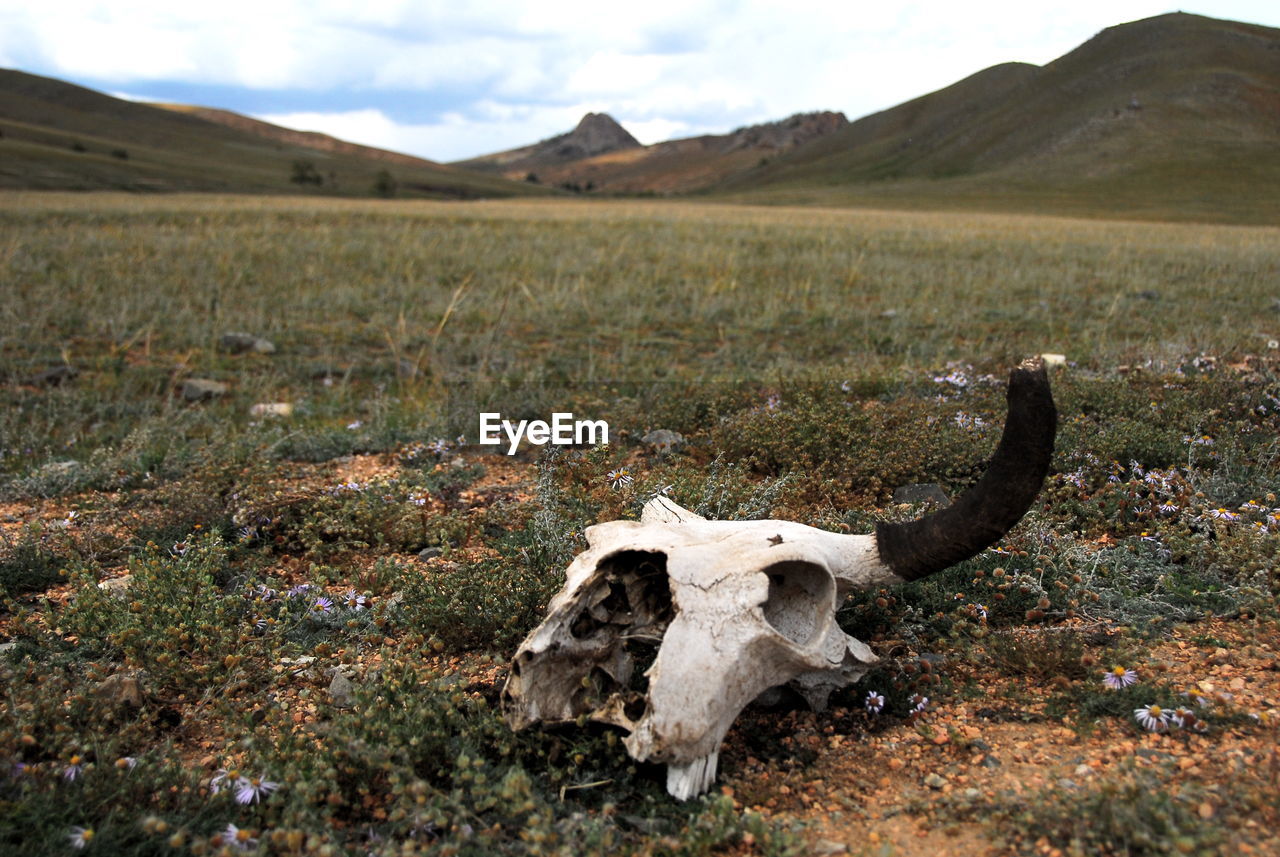 Animal skull on field