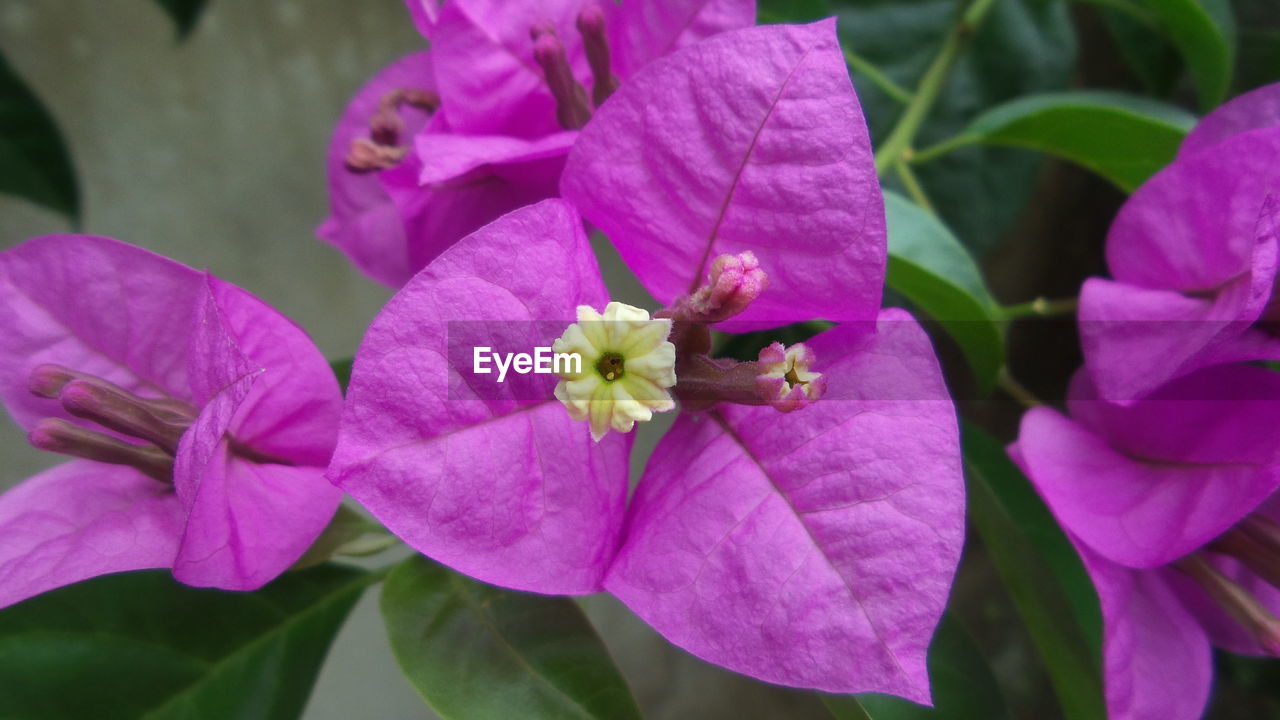 CLOSE-UP OF BUMBLEBEE ON PURPLE FLOWERS