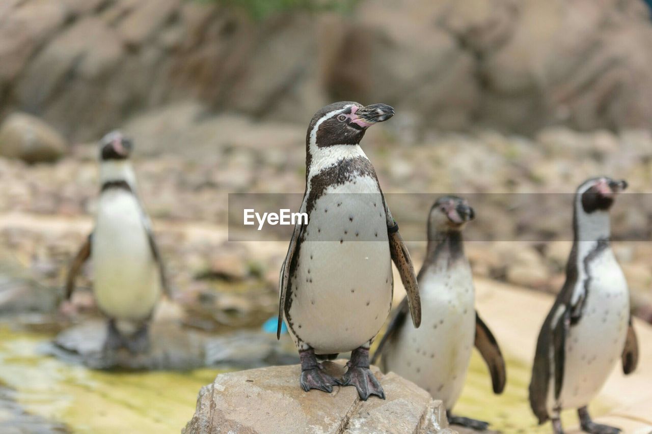 African penguins perching on rocks