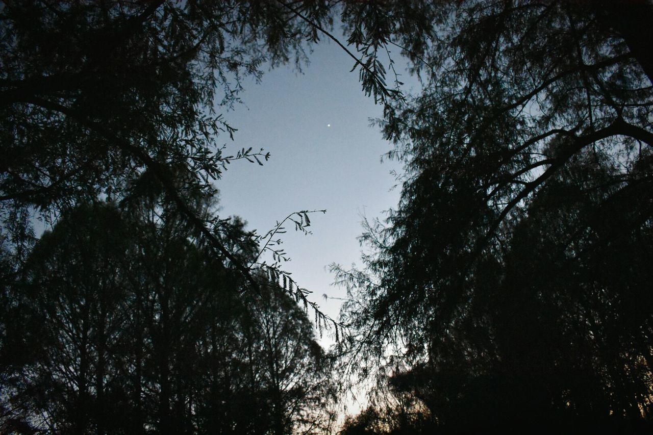 LOW ANGLE VIEW OF TREE AGAINST SKY