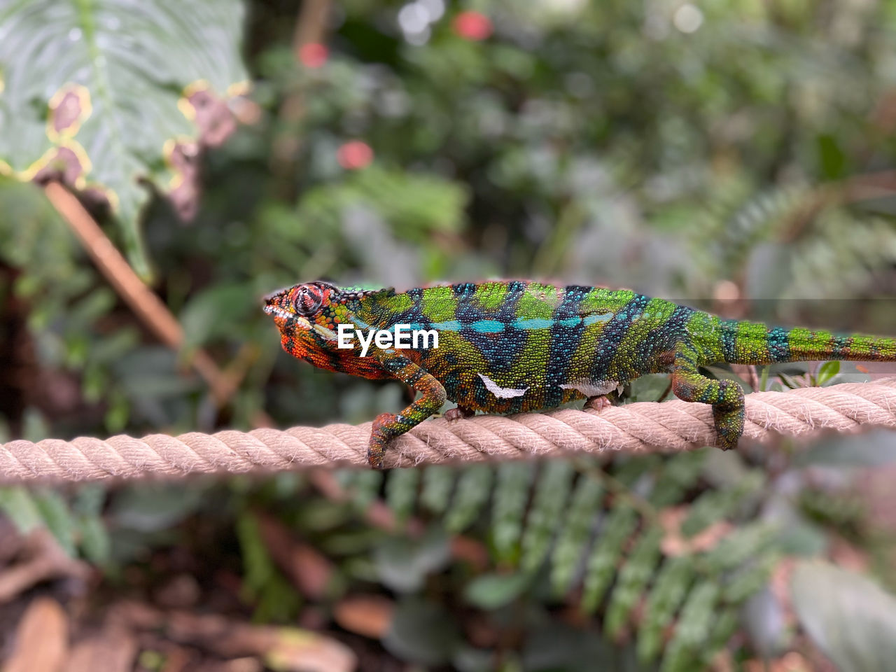 CLOSE-UP OF AN INSECT