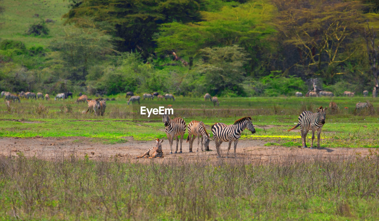 zebra grazing on field