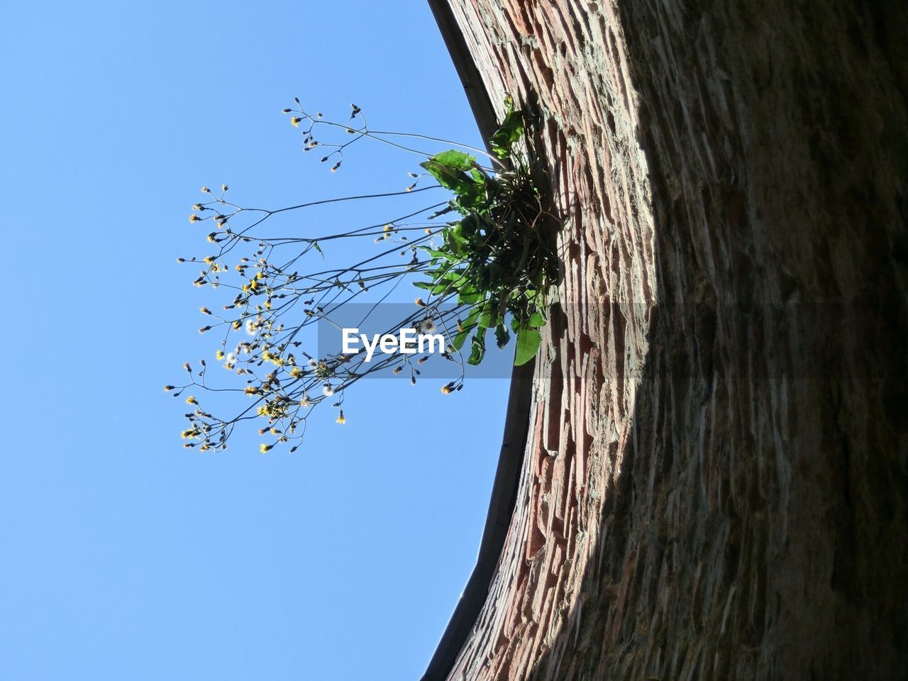 LOW ANGLE VIEW OF TREES AGAINST SKY