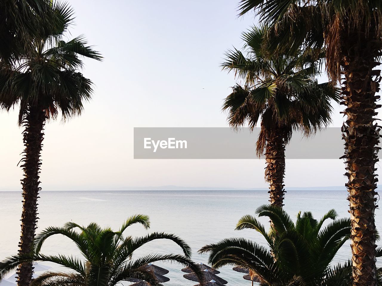 PALM TREES BY SWIMMING POOL AGAINST SKY