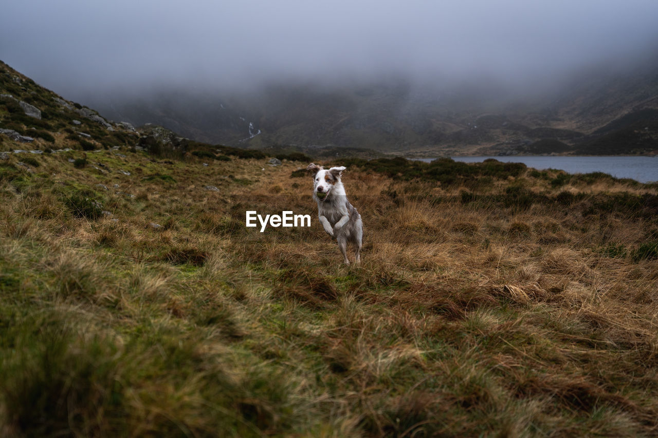 Dog running on grassy field during foggy weather