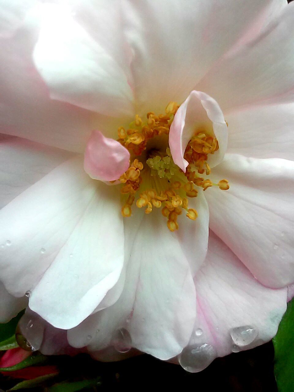 Close-up of pink flowers