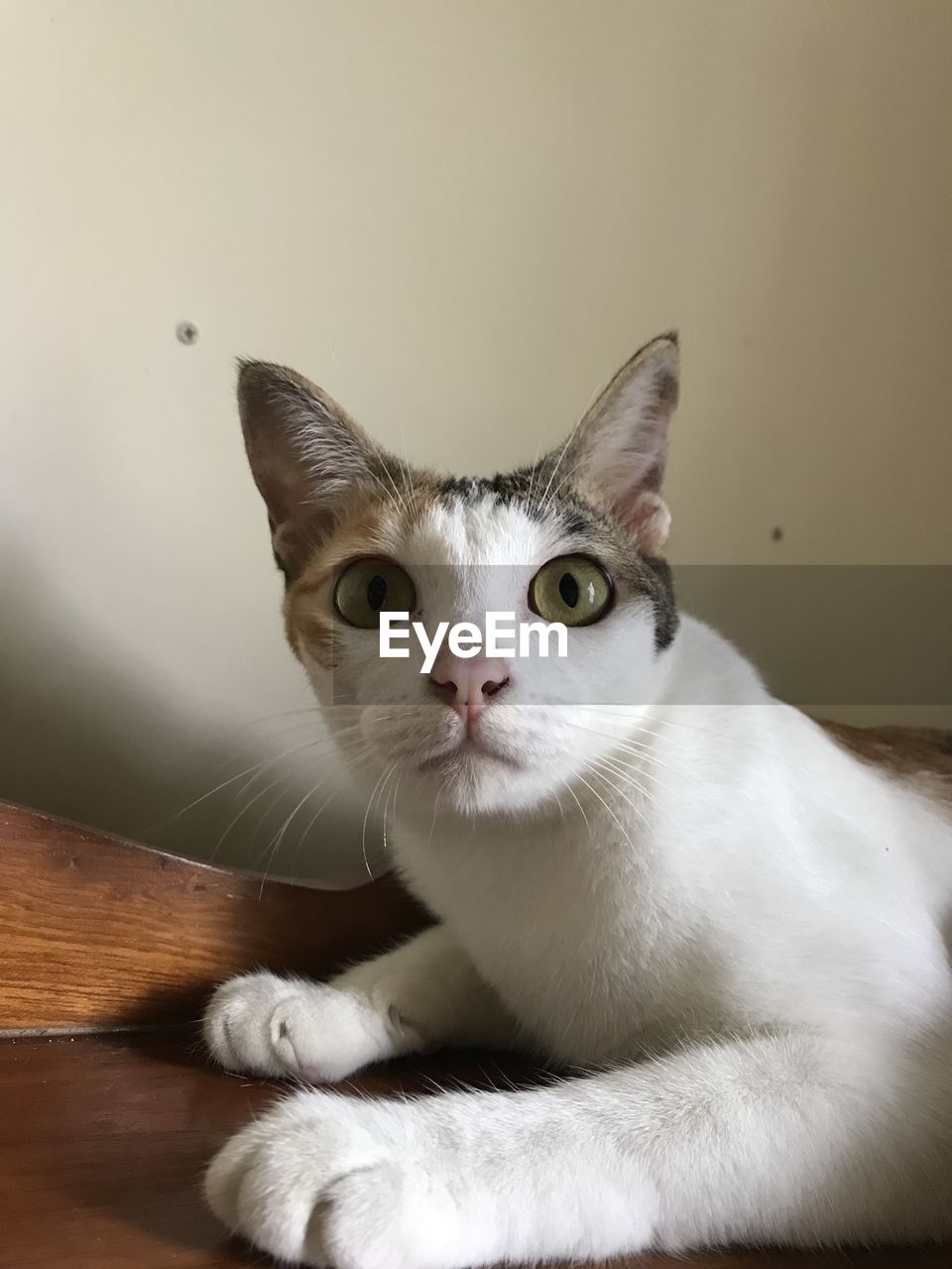 CLOSE-UP PORTRAIT OF CAT BY THE FLOOR