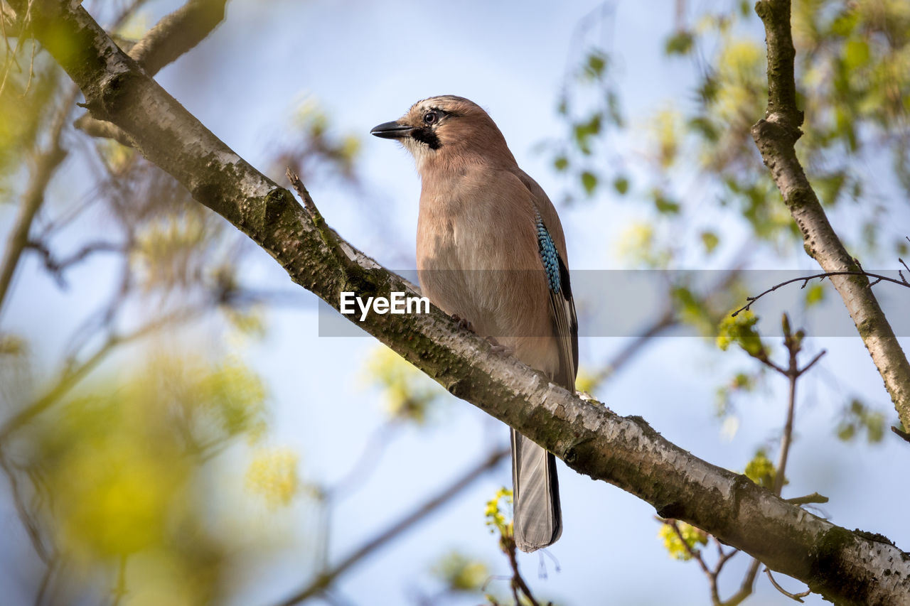 Low angle view of eurasian jay perching on tree