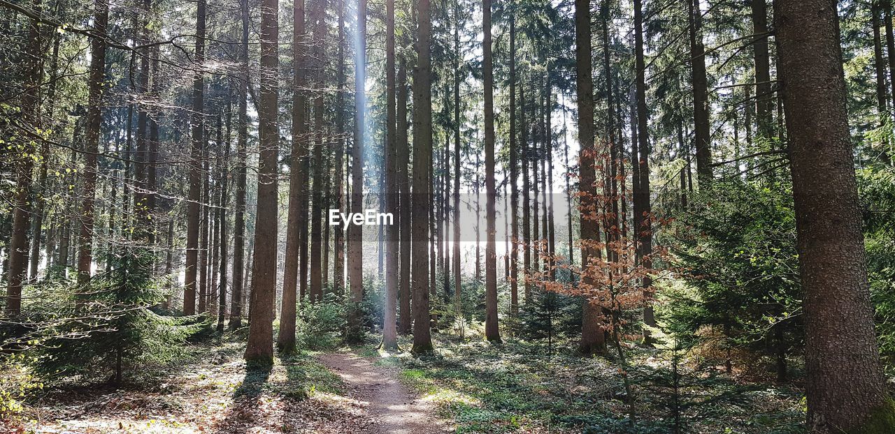 SCENIC VIEW OF FOREST