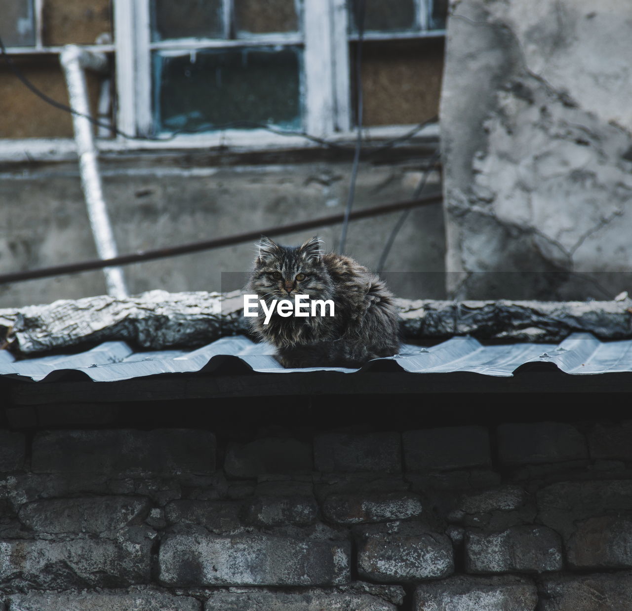 Portrait of cat sitting on retaining wall