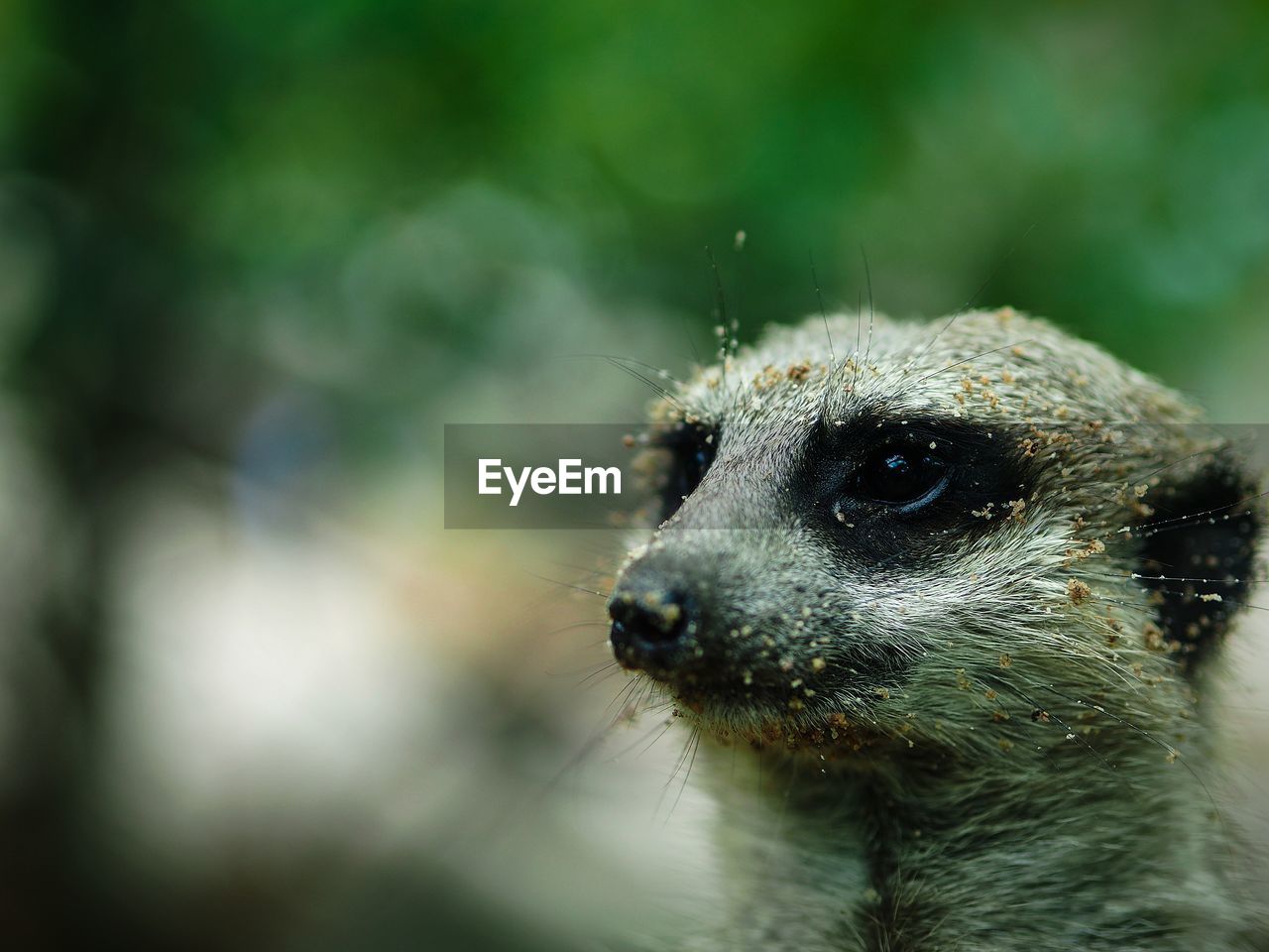 Close-up of meerkat face