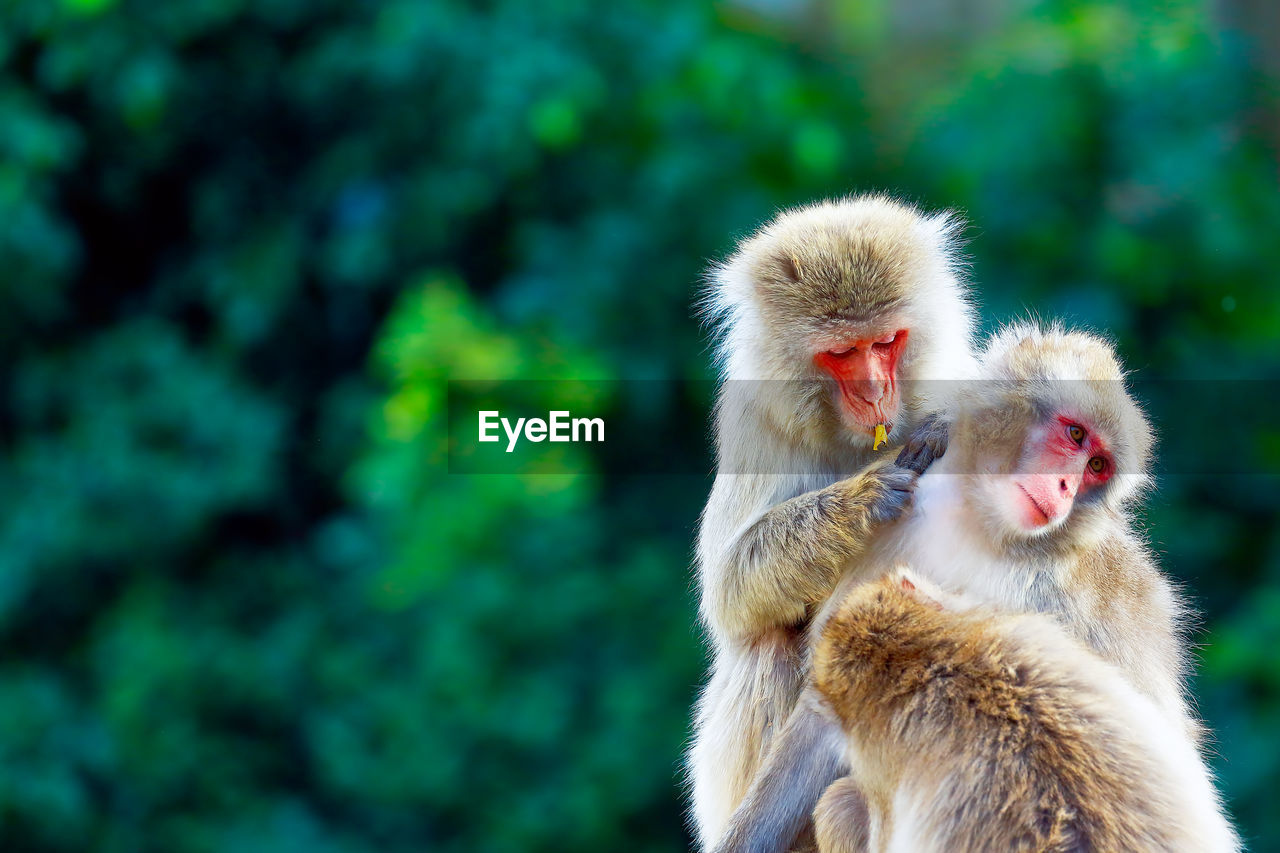 Close-up of monkeys