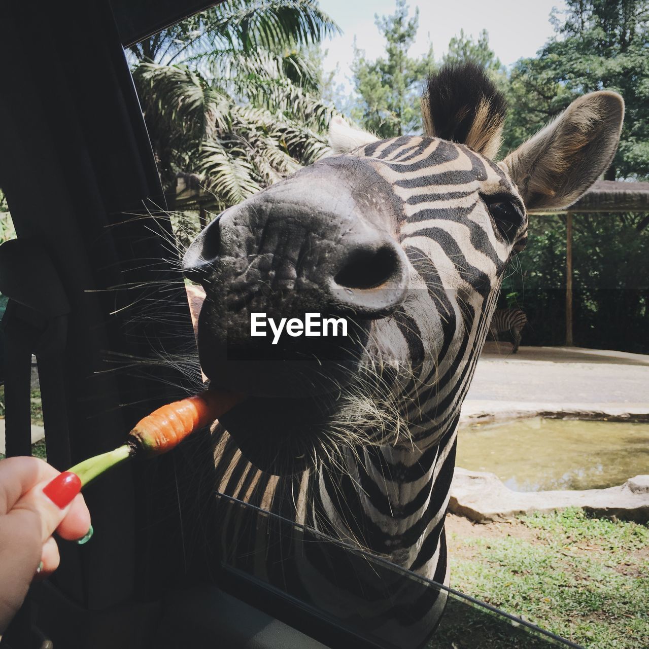 Close-up of human hand feeding zebra