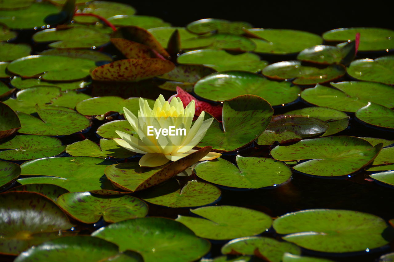 Close-up of lotus water lily in pond