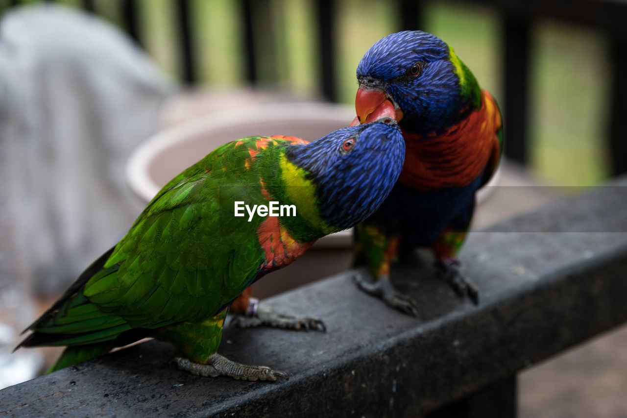 CLOSE-UP OF BIRD PERCHING ON LEAF