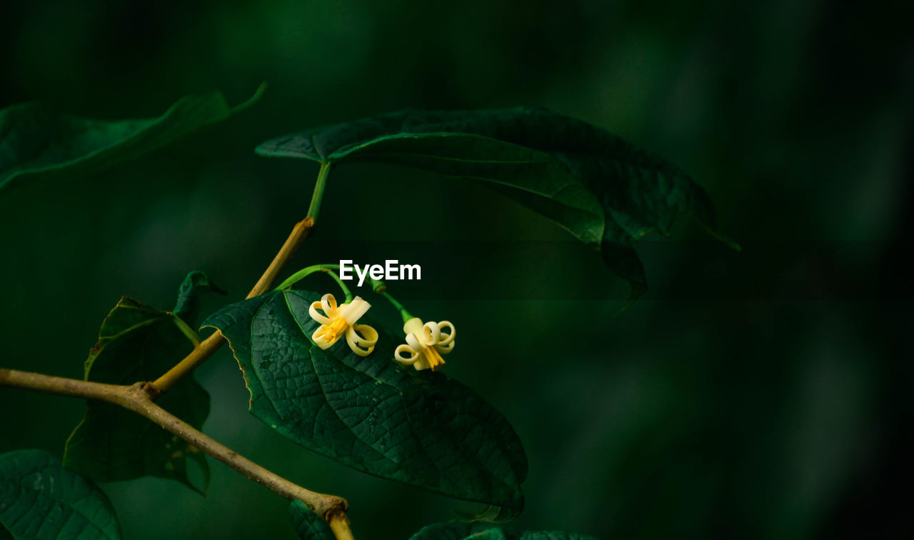 CLOSE-UP OF GREEN INSECT ON FLOWER