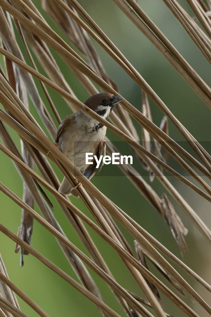 Close-up of a bird on stem