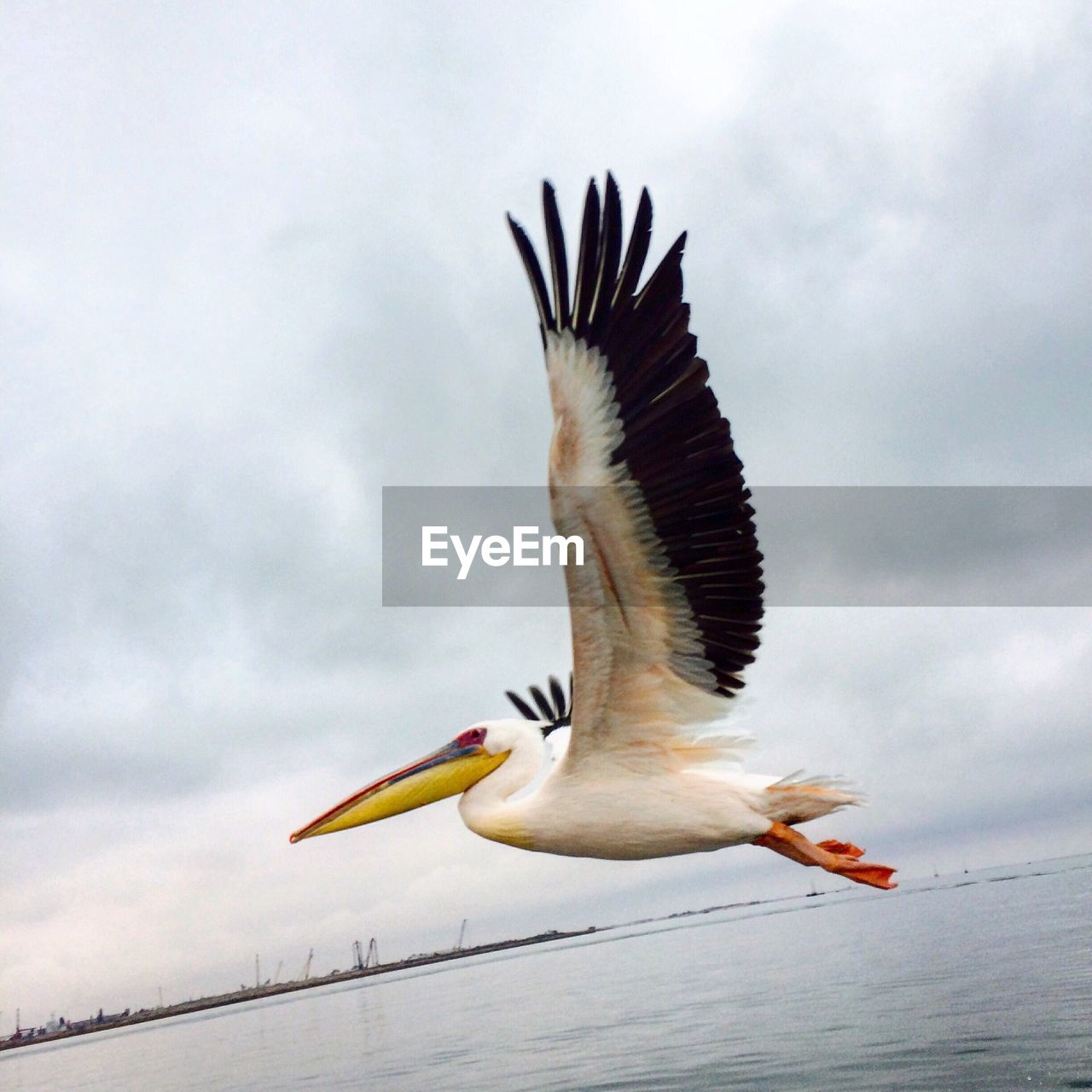 Close-up of pelican flying over sea against sky