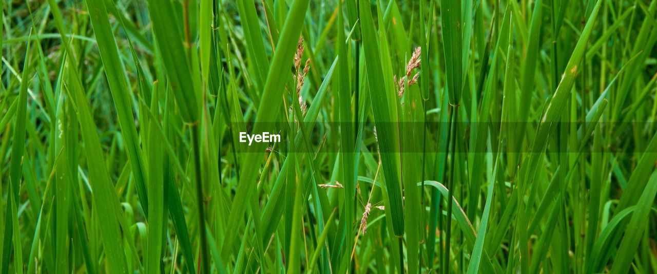 Close-up of wheat growing on field