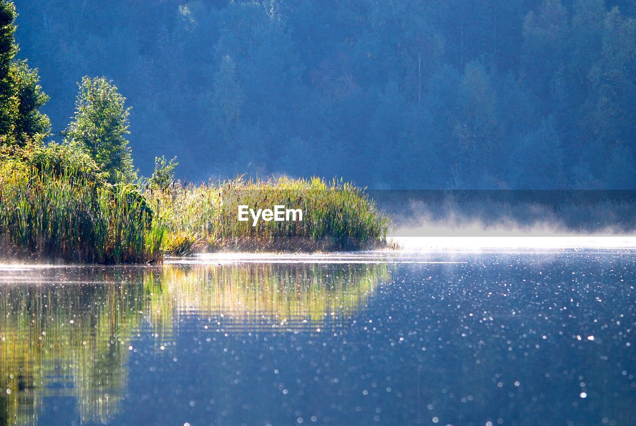 Plants by lake against sky