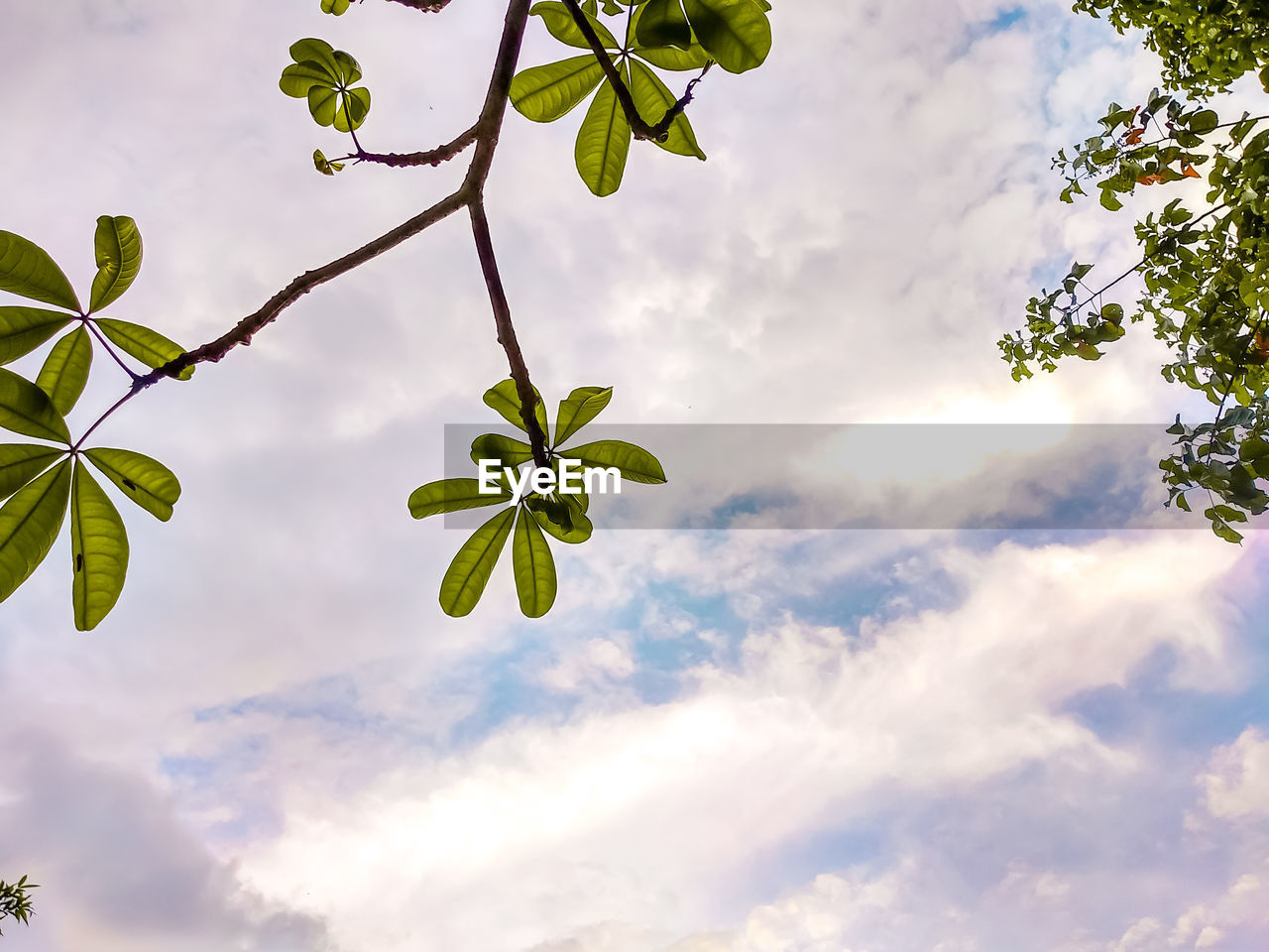 Low angle view of plants against sky