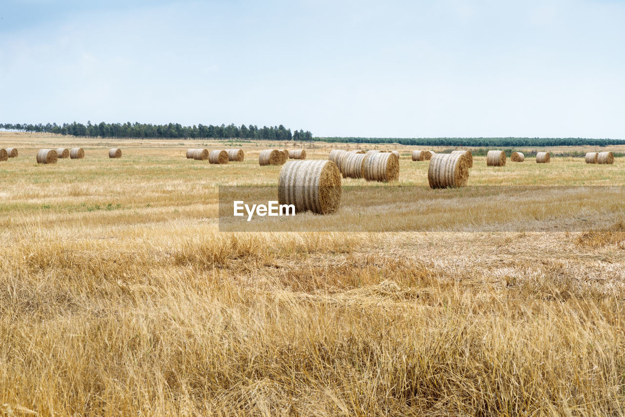 HAY BALES ON FIELD