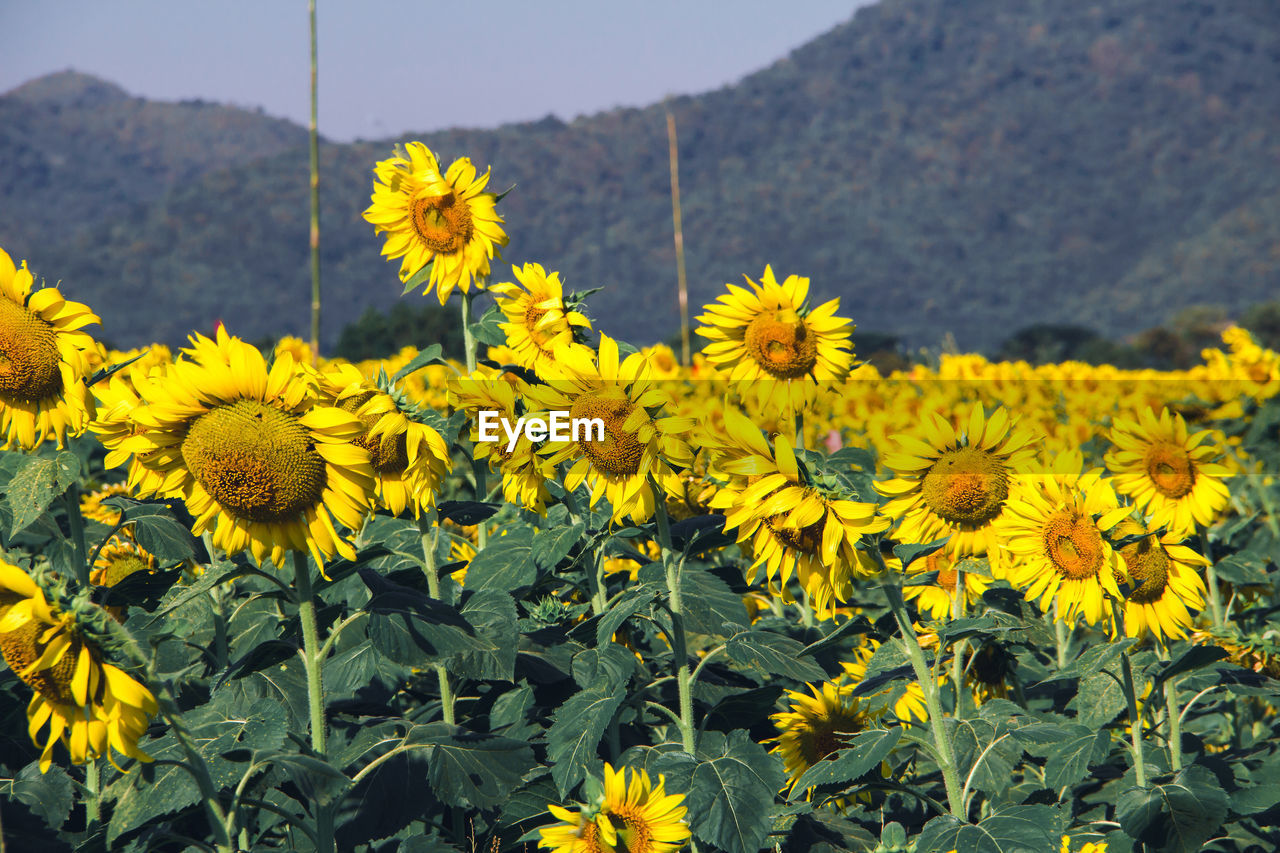 flower, flowering plant, plant, yellow, beauty in nature, freshness, landscape, nature, mountain, growth, field, land, rural scene, environment, flower head, scenics - nature, agriculture, sky, no people, mountain range, fragility, inflorescence, day, wildflower, tranquility, outdoors, sunflower, springtime, prairie, crop, petal, abundance, non-urban scene, close-up, blossom, farm, meadow, travel destinations, focus on foreground, tranquil scene, botany, sunlight, travel, idyllic, vibrant color