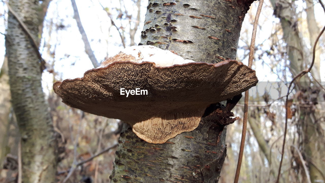 LOW ANGLE VIEW OF TREE TRUNK