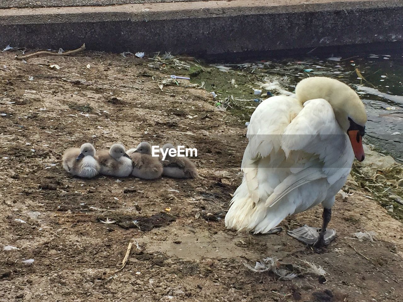 CLOSE-UP OF SWANS ON WATER