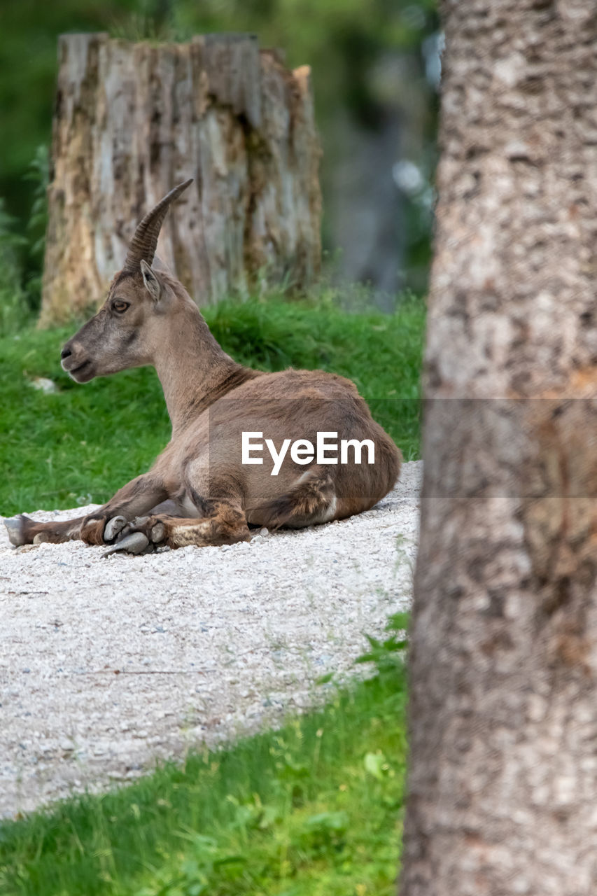 View of deer resting on tree trunk