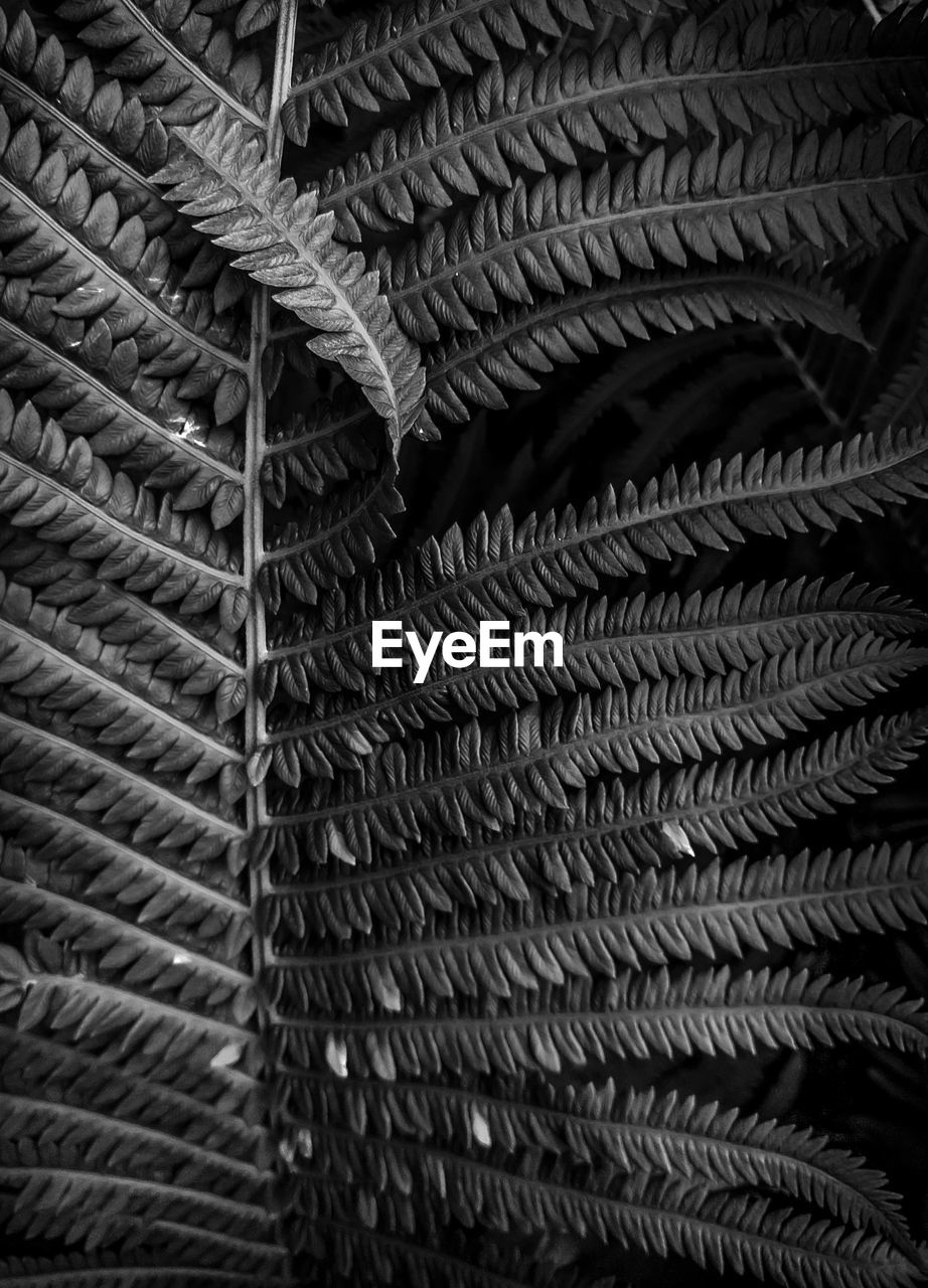 Full frame shot of pattern in a fern