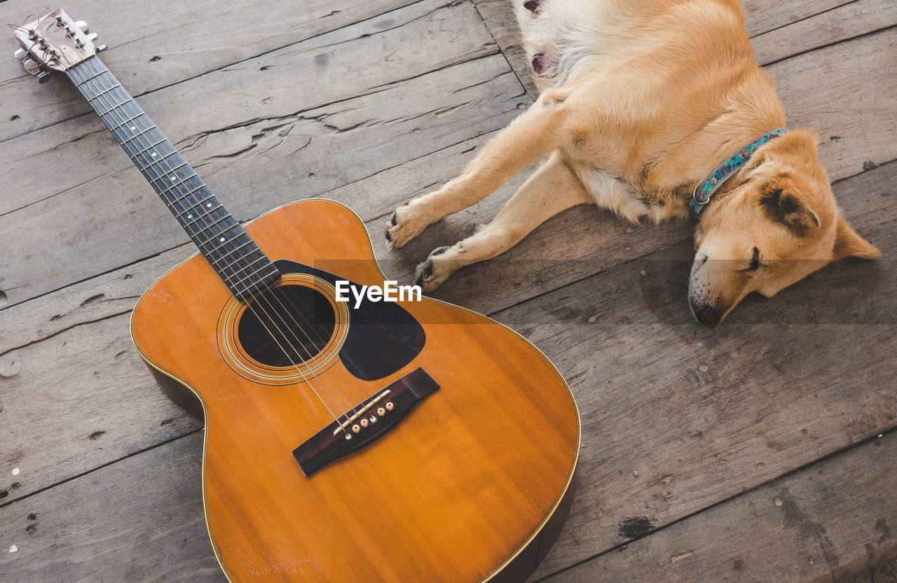 High angle view of dog and guitar on floor