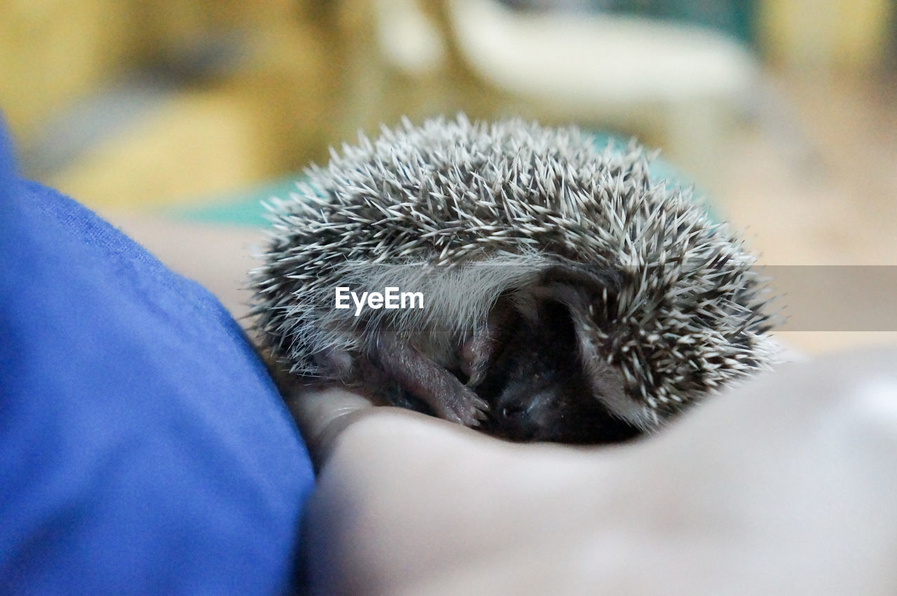 Close-up of hand feeding