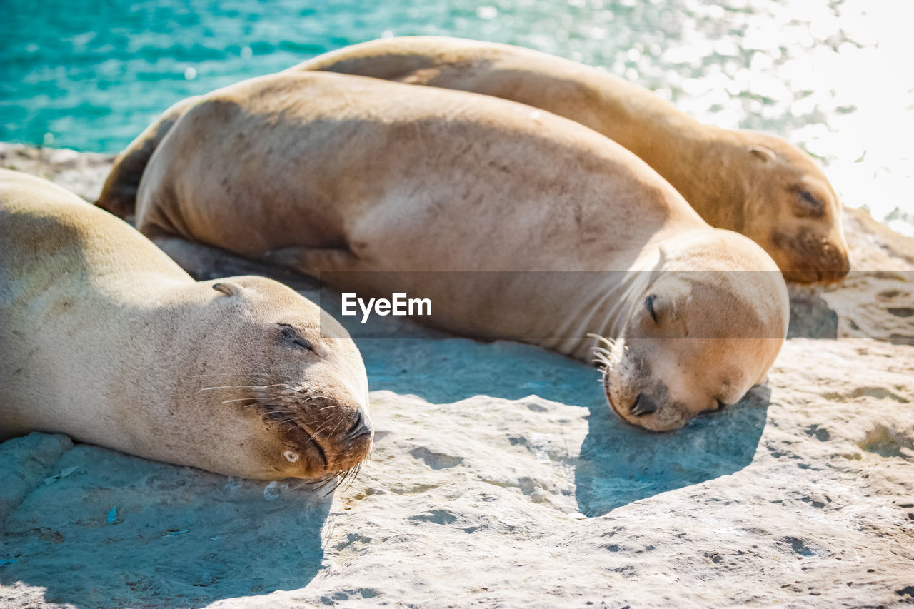 Sea lions sleeping on the beach