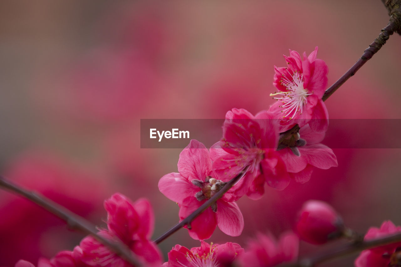 CLOSE-UP OF PINK FLOWERS BLOOMING ON BRANCH