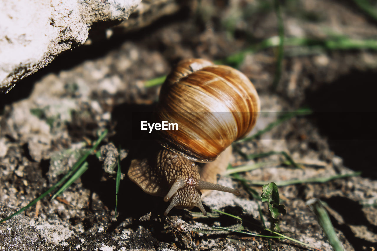 CLOSE-UP OF SNAIL OUTDOORS