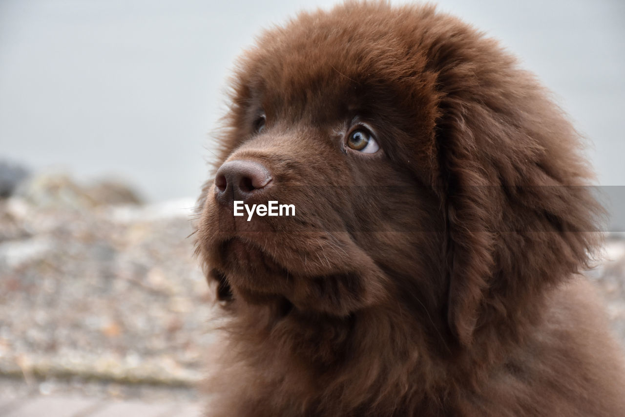 A look into the curious face of a newfie pup.