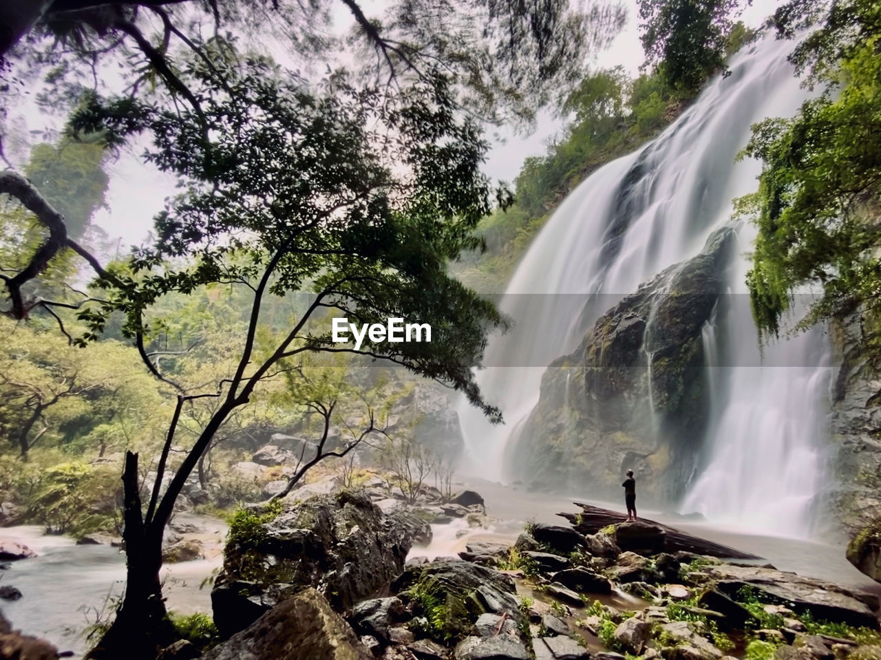 Scenic view of waterfall in forest