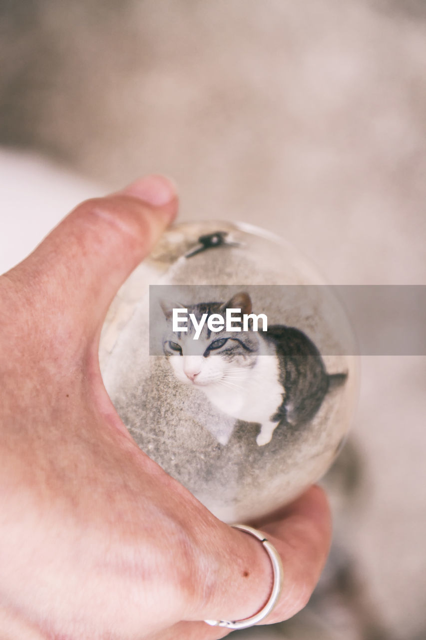 Cropped hand holding crystal ball with reflection of cat