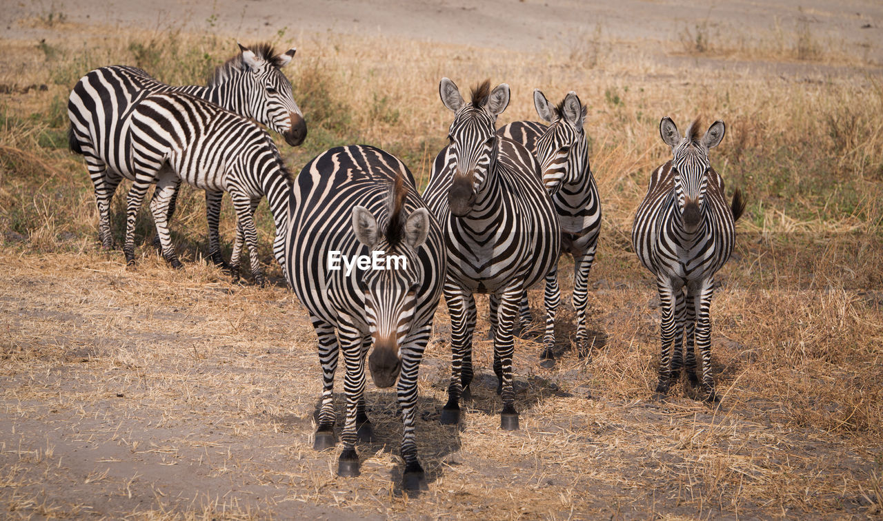 Zebras standing on field