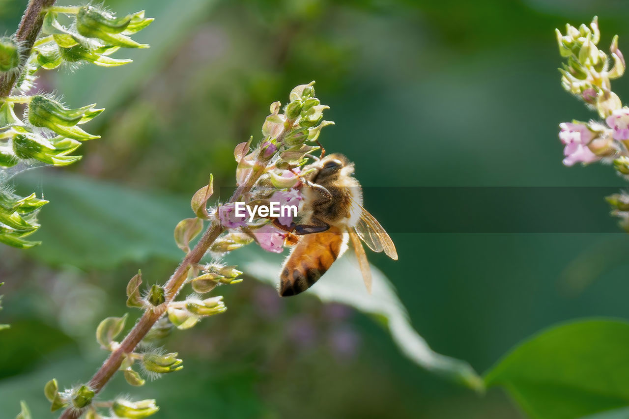 animal themes, animal wildlife, animal, plant, insect, wildlife, honey bee, flower, beauty in nature, flowering plant, one animal, bee, nature, close-up, freshness, fragility, no people, food, macro photography, focus on foreground, pollination, outdoors, eating, flower head, wildflower, macro, petal, environment, flying, growth, feeding, blossom, selective focus, animal wing, tree, food and drink, plant part, day, springtime, animal behavior, full length, animal body part, summer