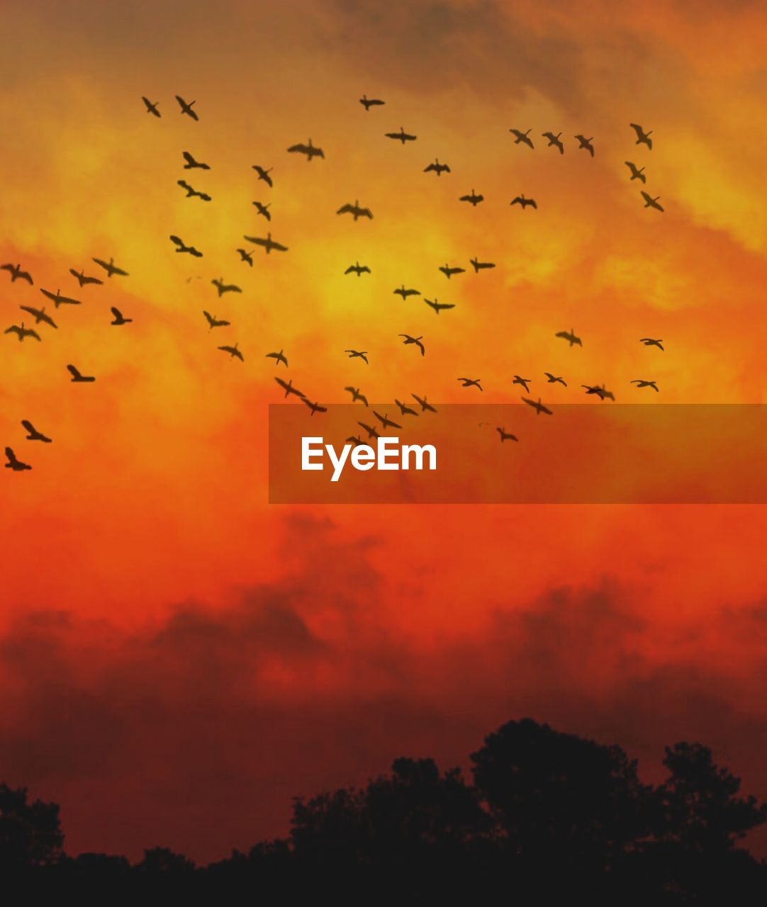 LOW ANGLE VIEW OF SILHOUETTE BIRDS FLYING AGAINST SKY