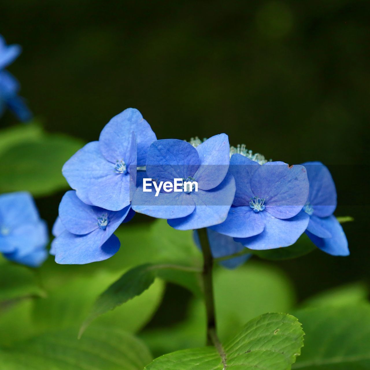 Close-up of purple flowering plant