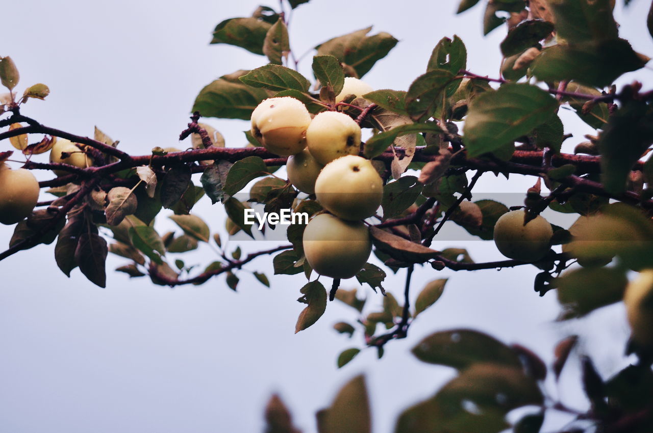 Low angle view of fruits growing on tree against sky