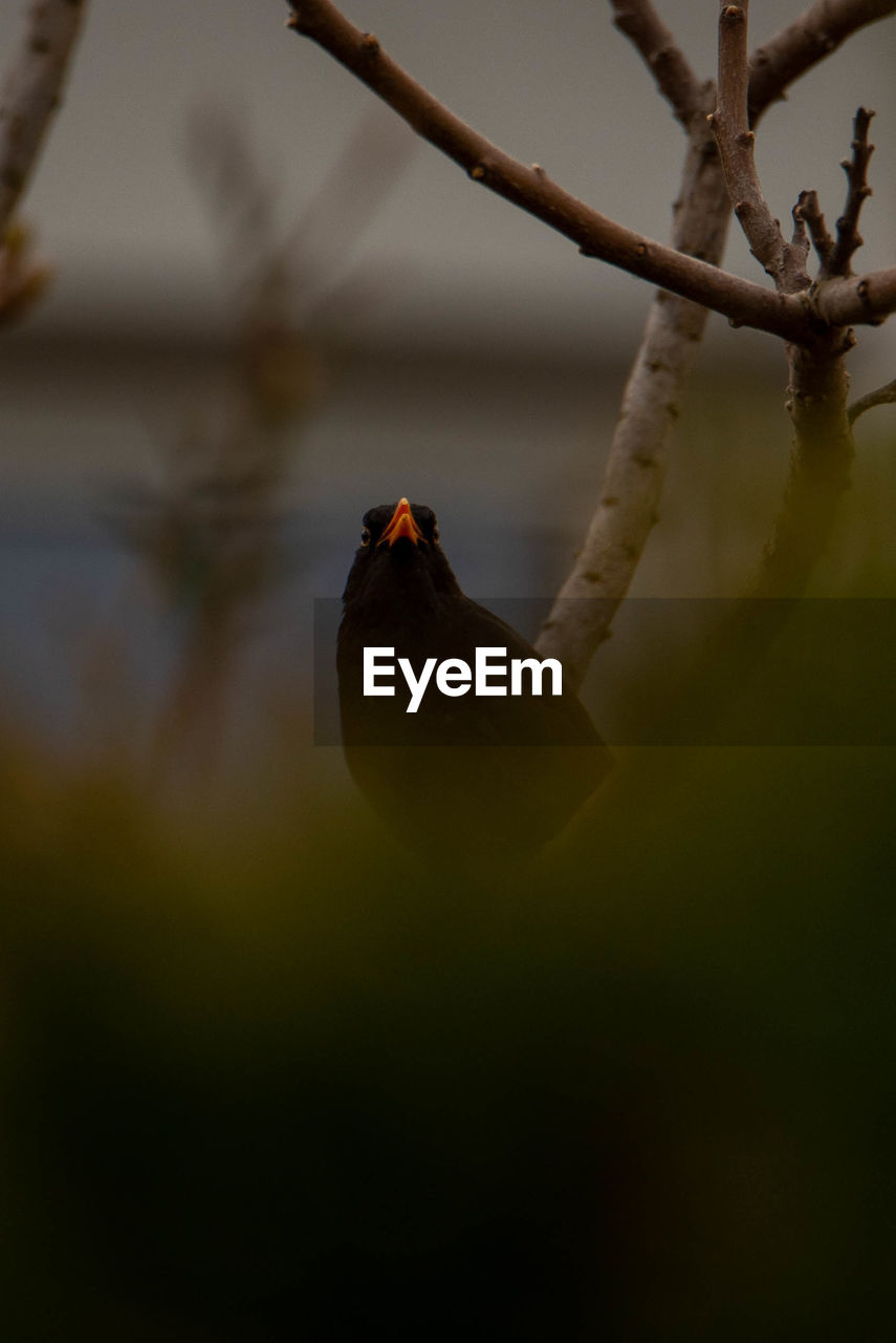 Blackbird on a tree