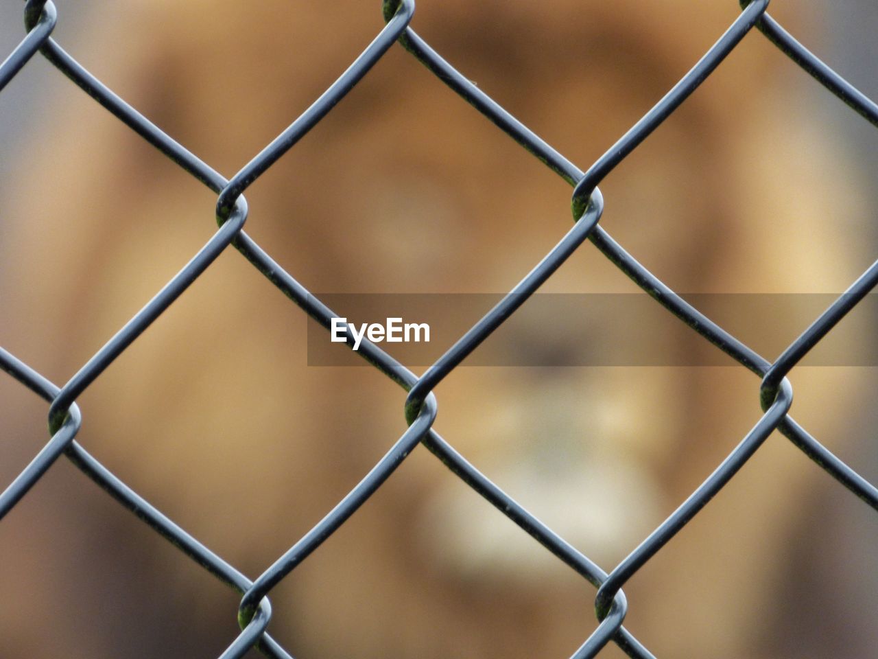 Full frame shot of chainlink fence with lion