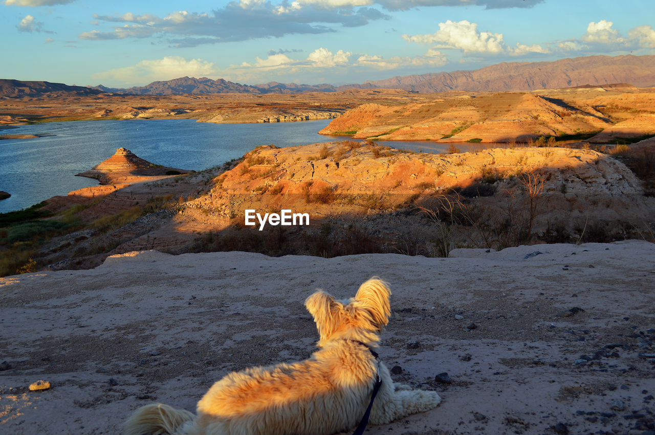 Rear view of dog sitting on rock against sky