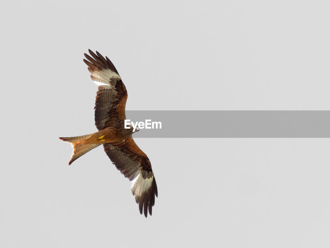 LOW ANGLE VIEW OF EAGLE FLYING AGAINST SKY