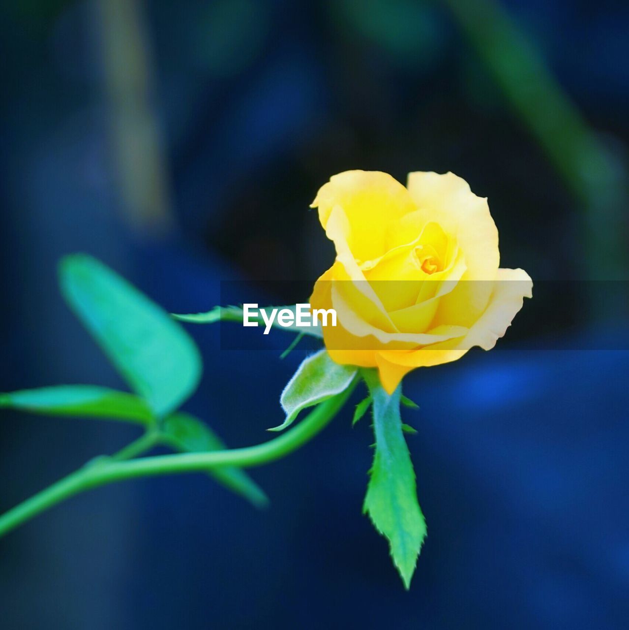 Close-up of yellow rose flower