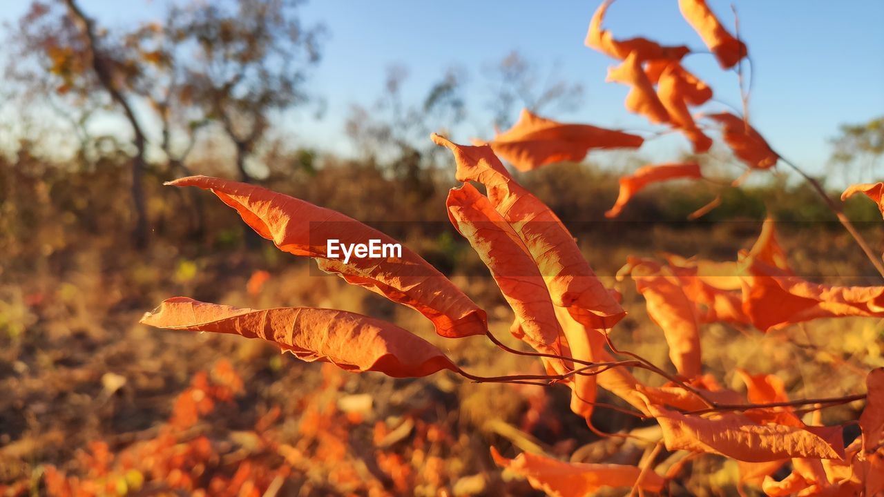 CLOSE-UP OF AUTUMN LEAVES ON FIELD AGAINST SKY